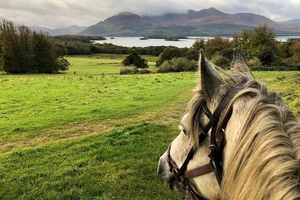 Un caballo parado en un campo de hierba verde