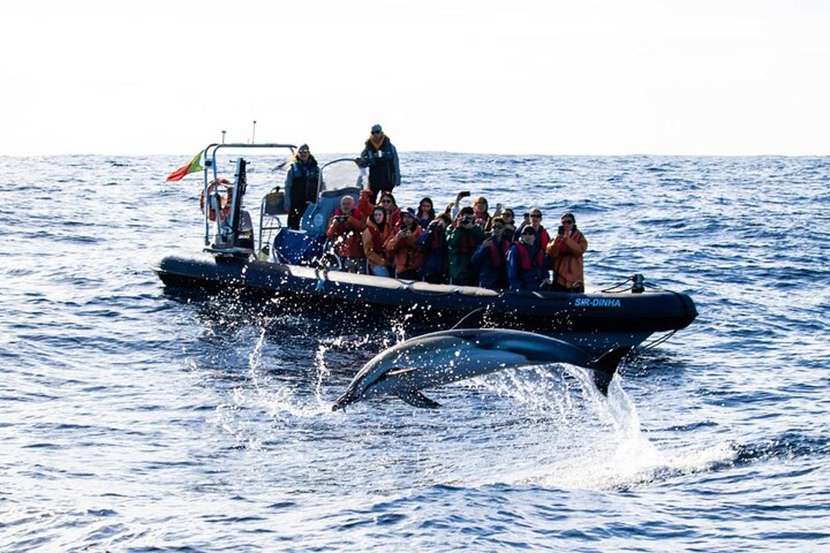 Un grupo de personas en un barco con delfines en el agua.