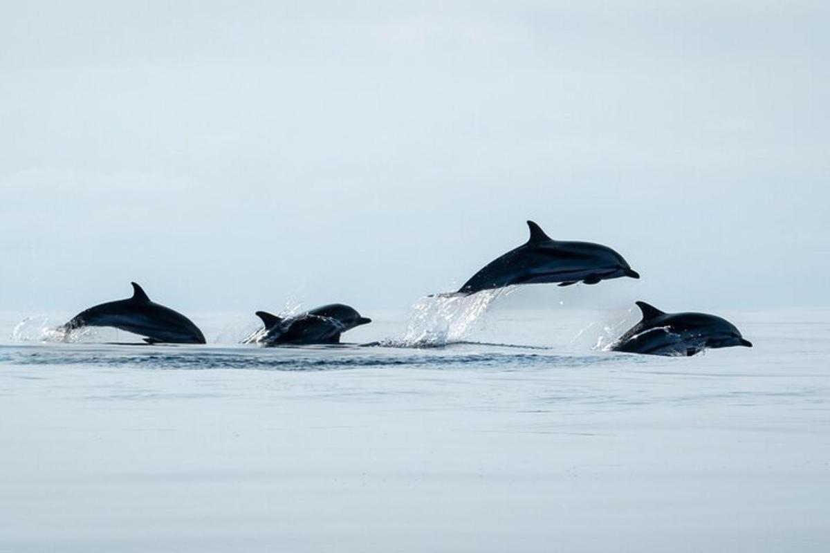 un grupo de delfines nadando en el agua