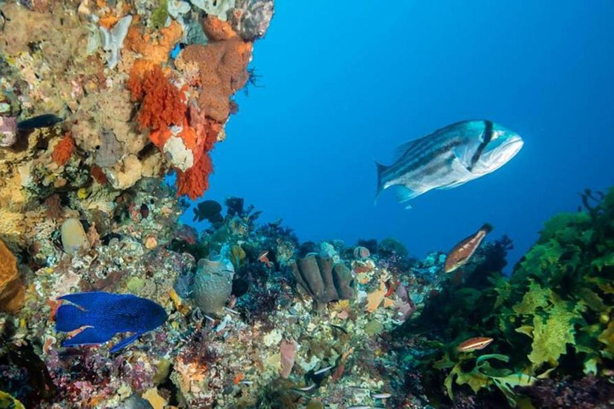 seekor ikan sedang berenang di atas terumbu karang