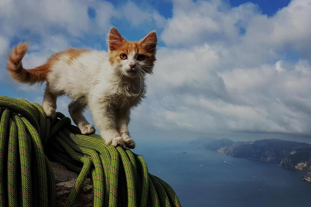 un gatto è in piedi sopra una borsa