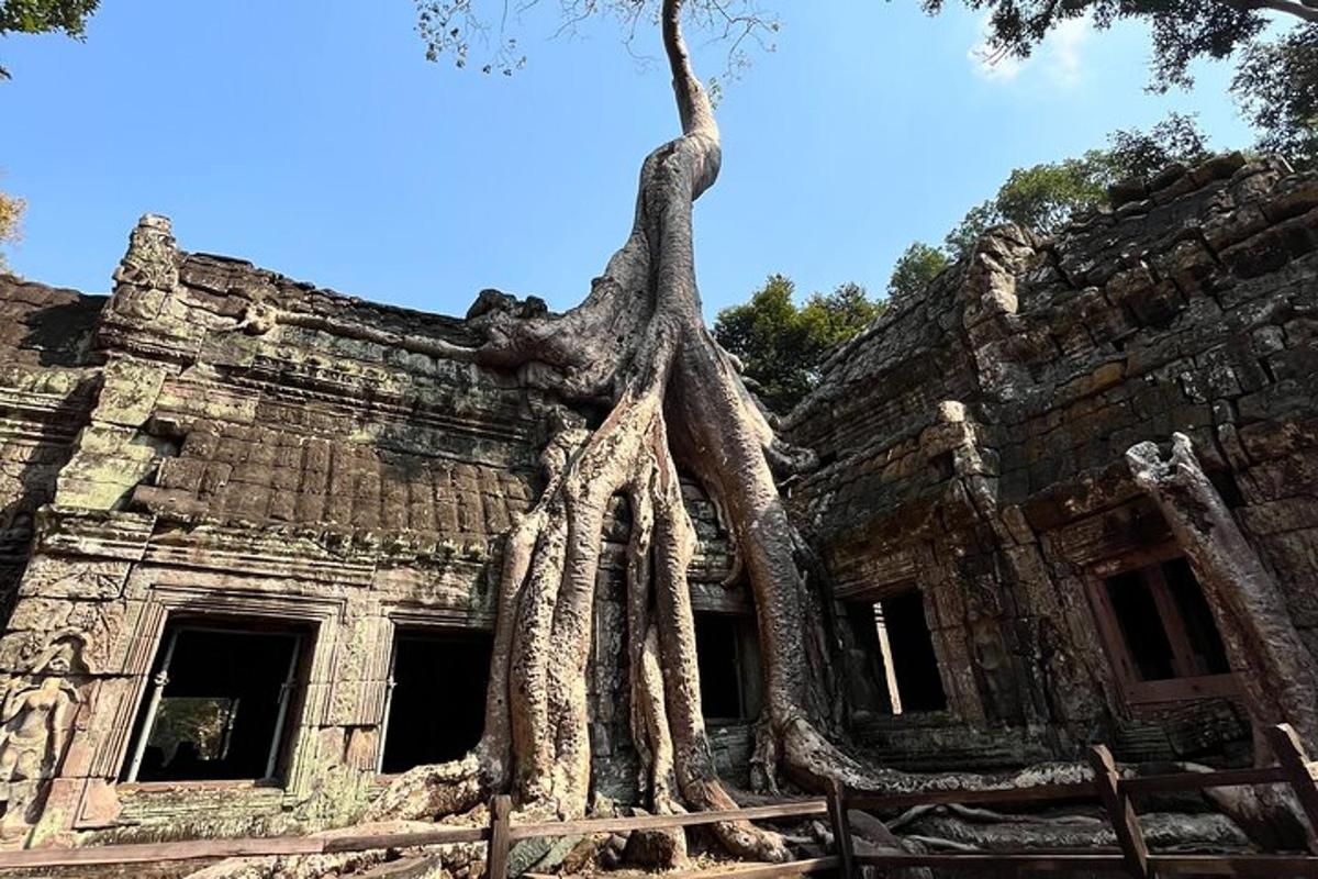 pokok yang tumbuh di tepi bangunan