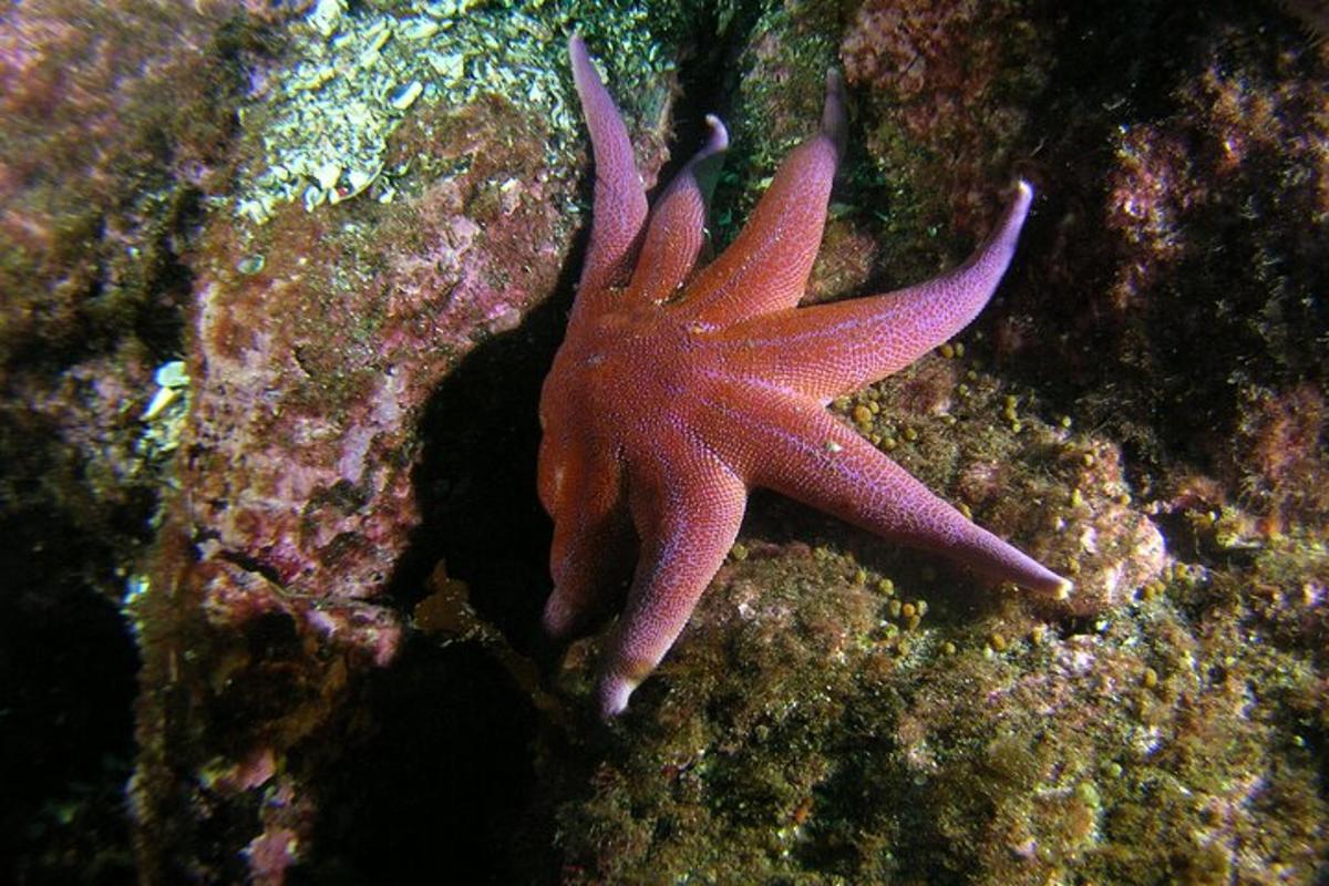 a pink starfish is sitting on the reef