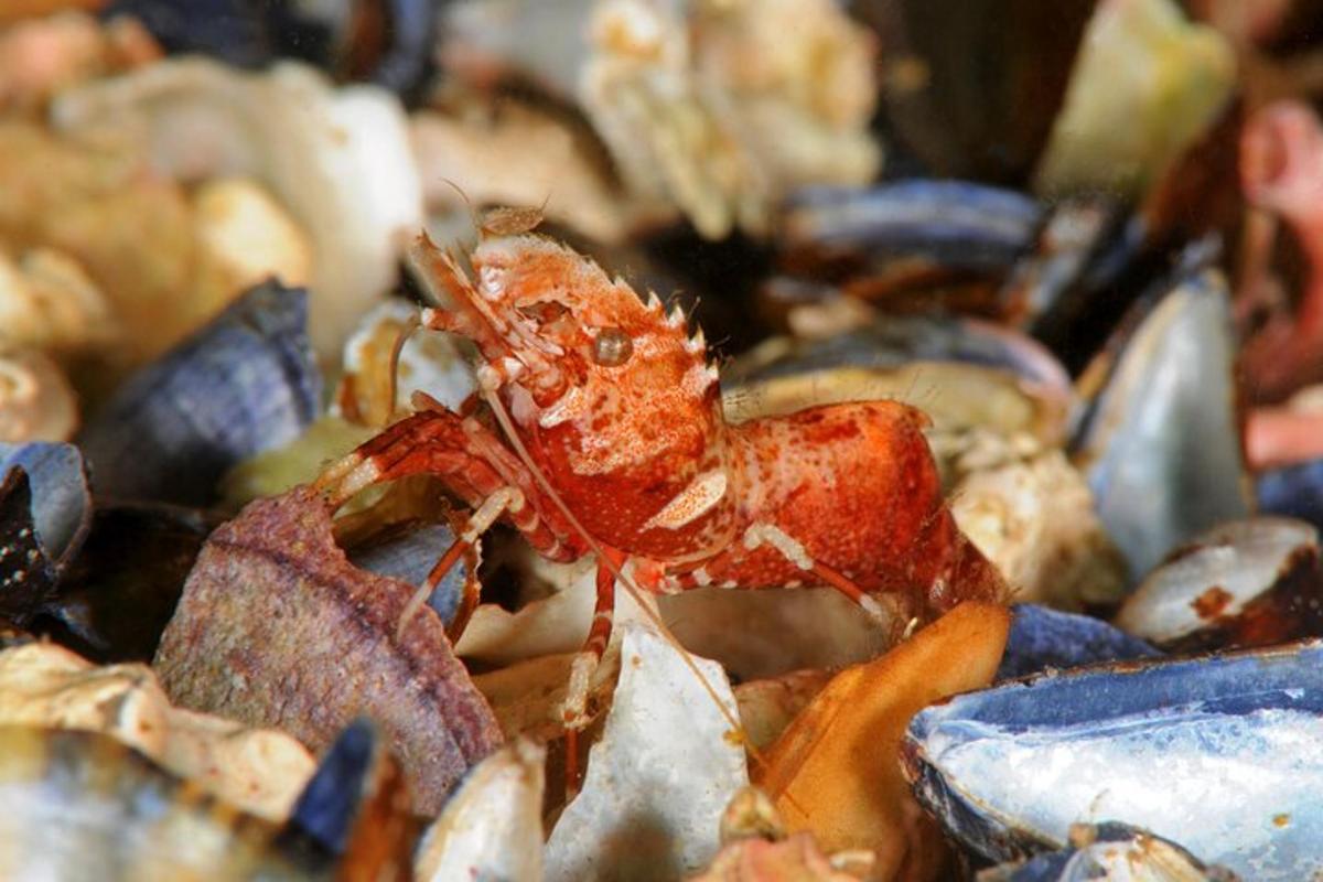 a crab is sitting on a pile of rocks