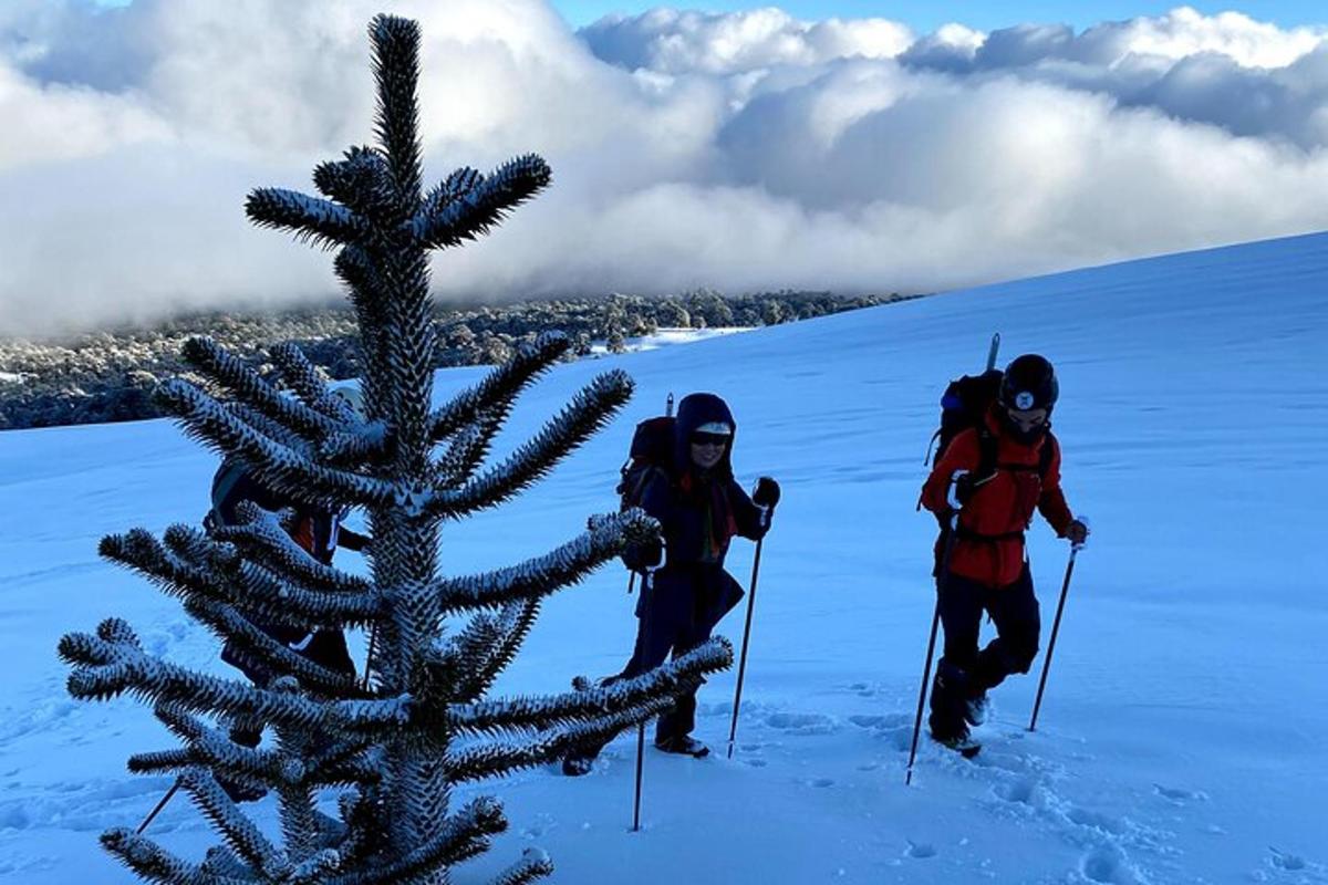 dva lidé na lyžích stojící vedle zasněženého stromu
