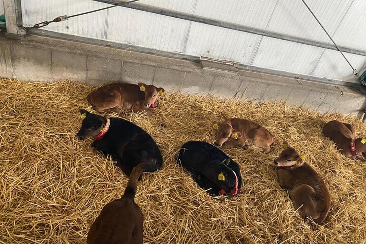 sekumpulan lembu berbaring di atas jerami dalam kandang