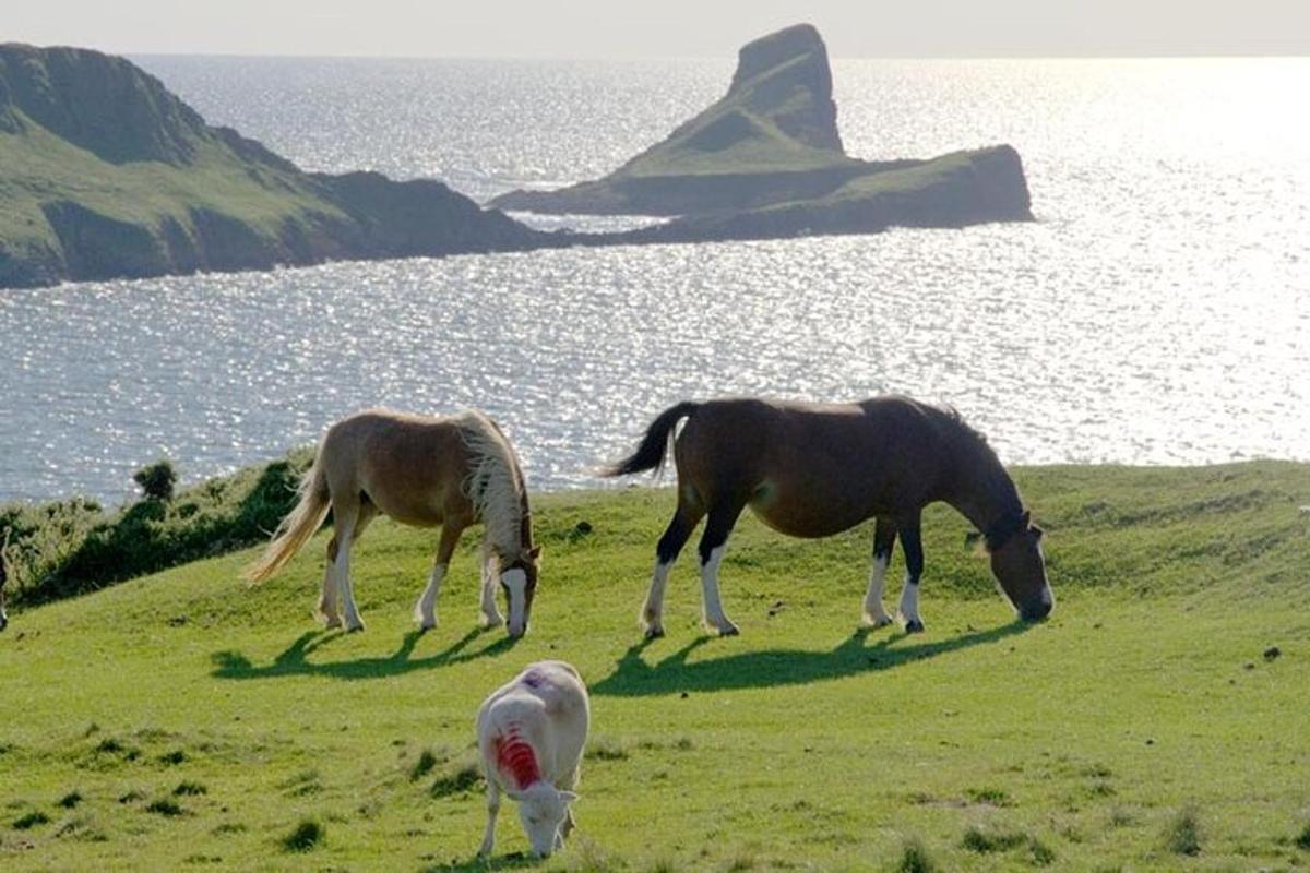 three horses grazing in a field next to a body of water
