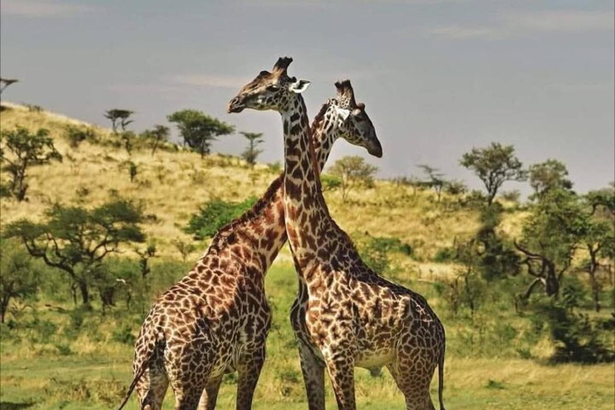 two giraffes standing next to each other in a field