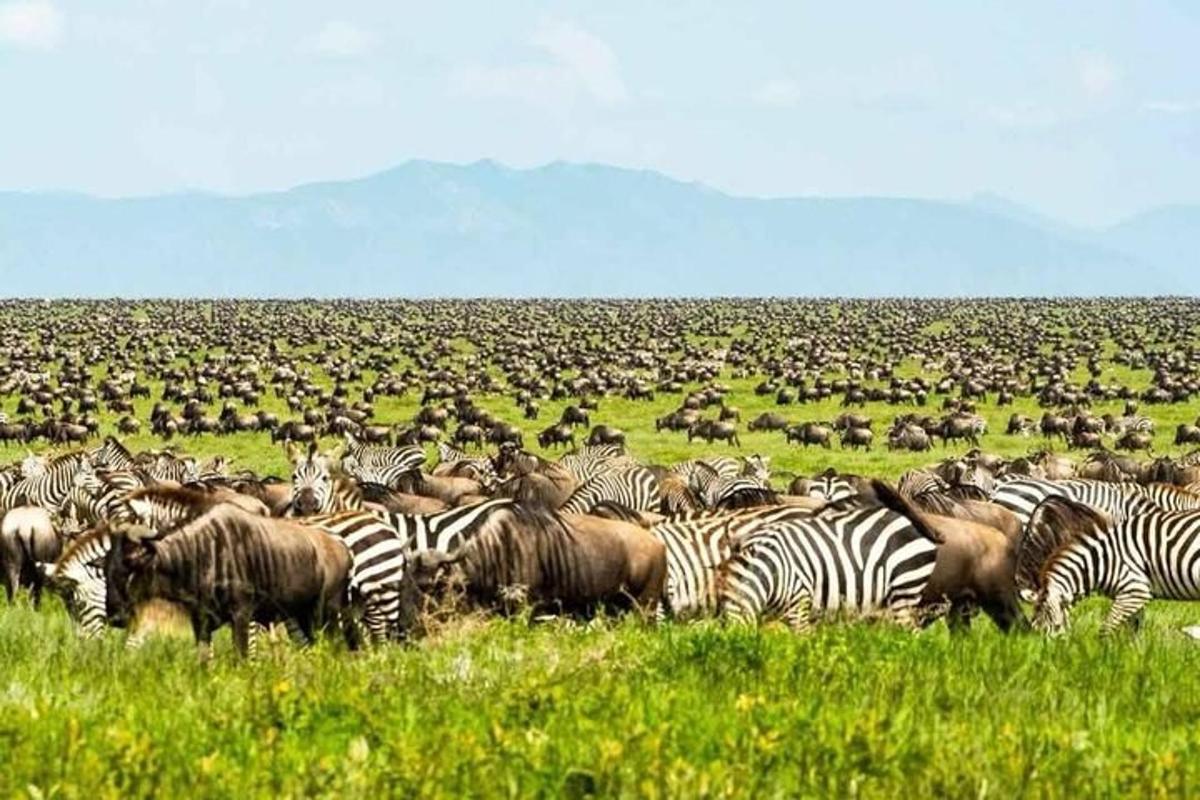 sekumpulan zebra dan haiwan lain di padang