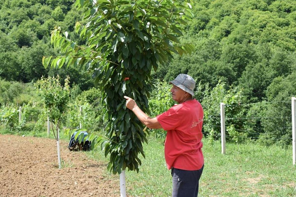 muž sbírá bobule ze stromu