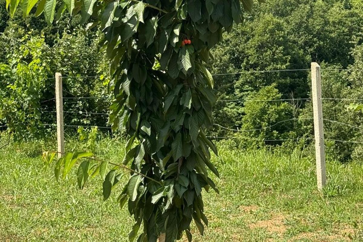 strom se zelenými listy v poli