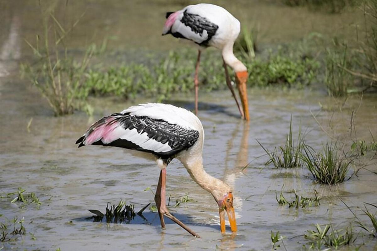 两只鸟站在水中，用喙搜寻