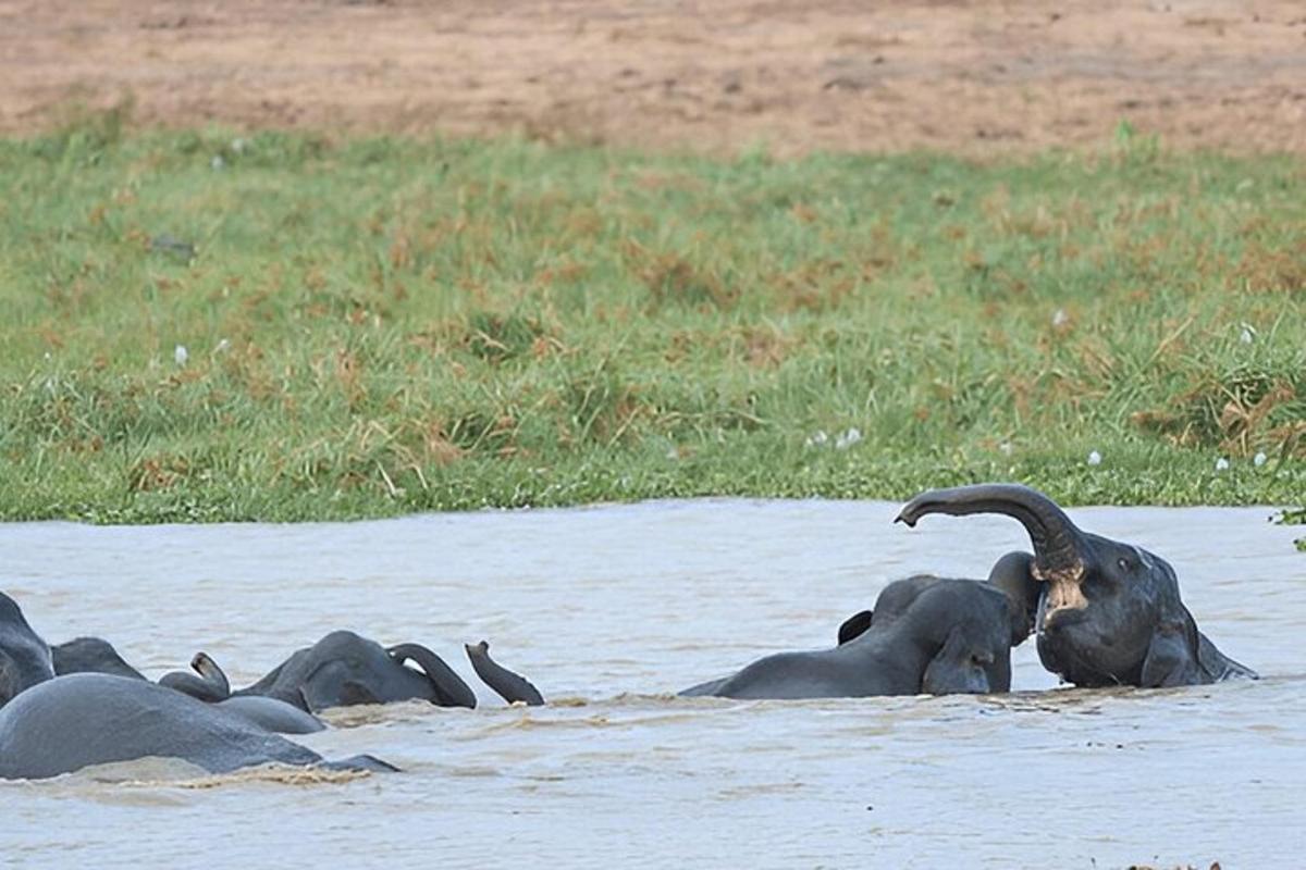 一群大象在水中玩耍
