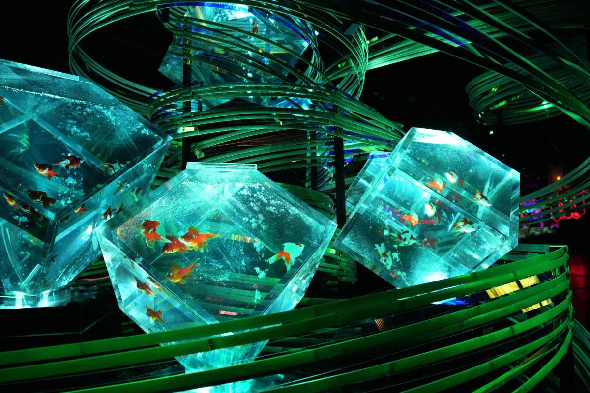 a group of plastic containers filled with gold fish