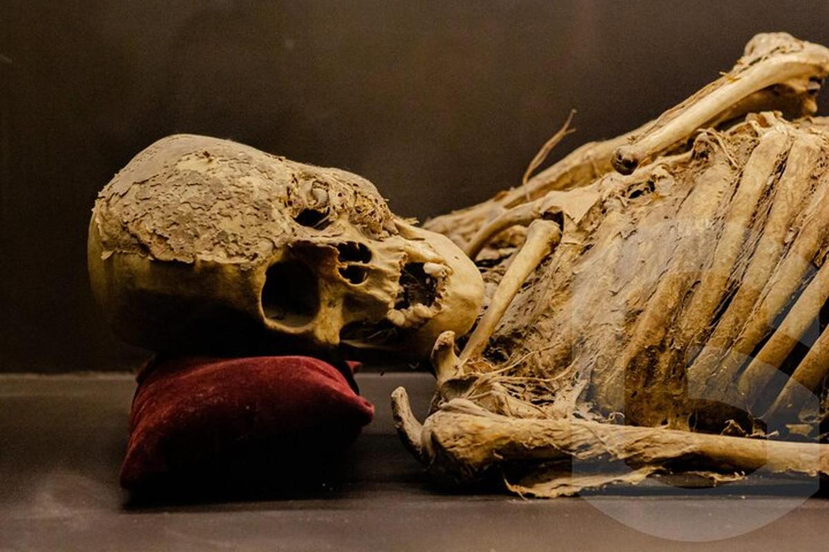a skull of a animal laying on a table