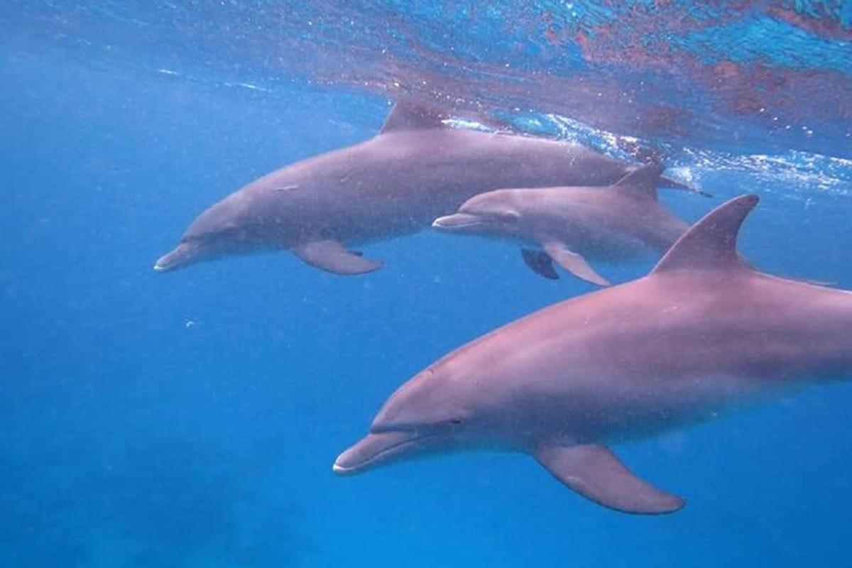 eine Gruppe von Delfinen, die im Wasser schwimmen