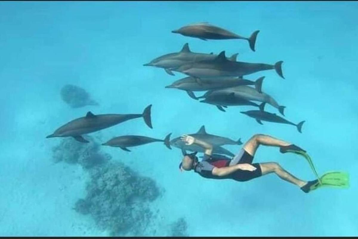 a woman swimming in front of a herd of sharks