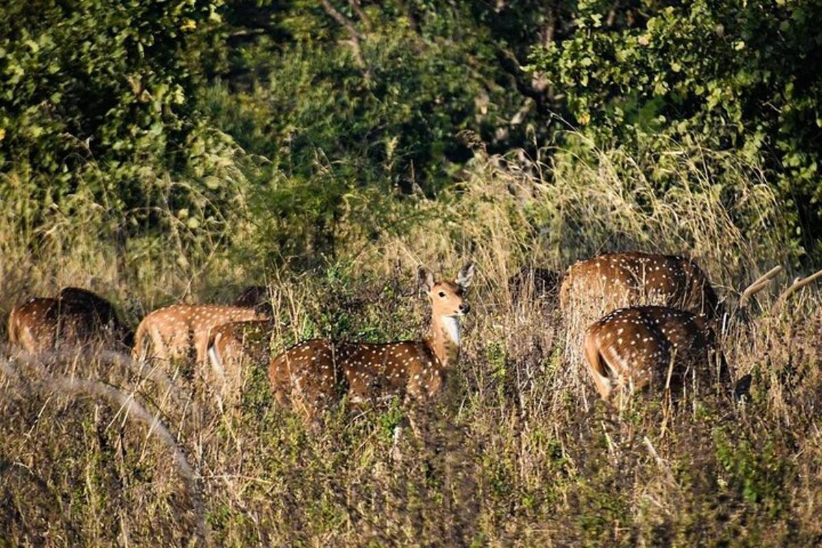 a group of deer in a field of tall grass