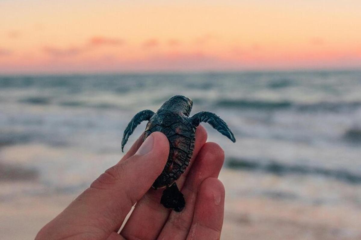 osoba držící malou želvu před oceánem