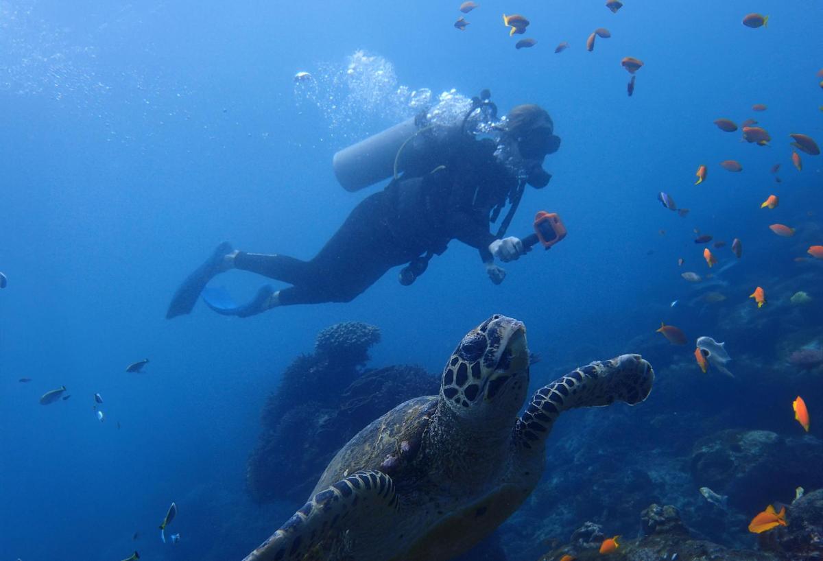 una persona tomando una fotografía de una tortuga en el océano