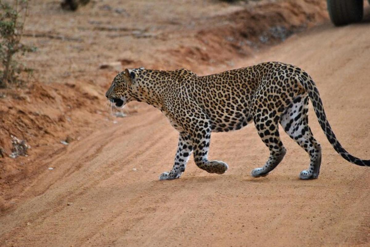 un leopard mergând pe un drum de pământ