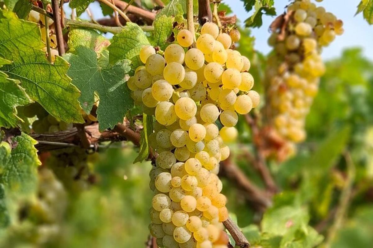 un grappolo d'uva bianca appeso a un albero