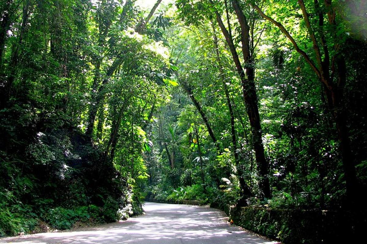 jalan di tengah-tengah hutan dengan pokok-pokok