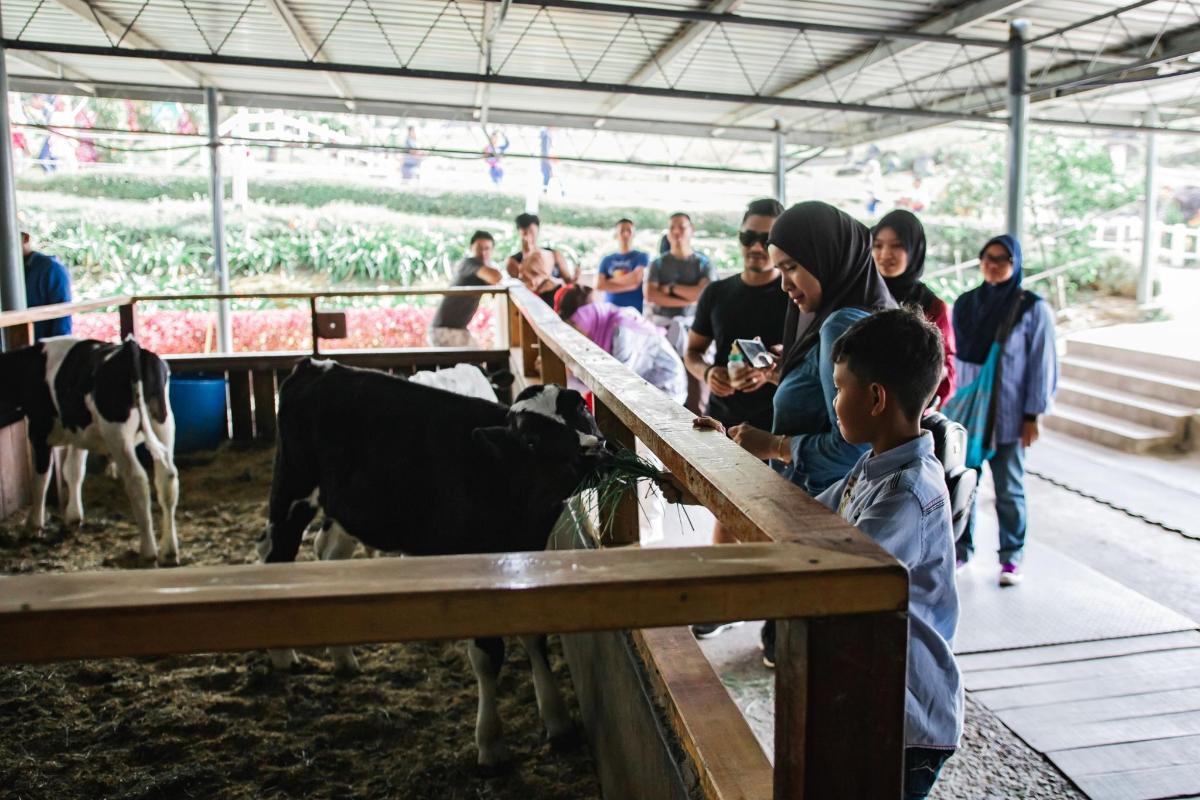 a group of people looking at cows in a barn