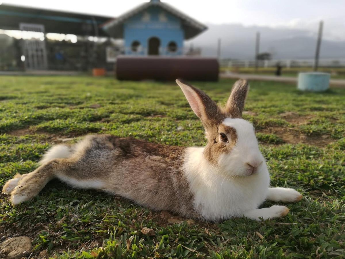 a brown and white rabbit laying on the grass