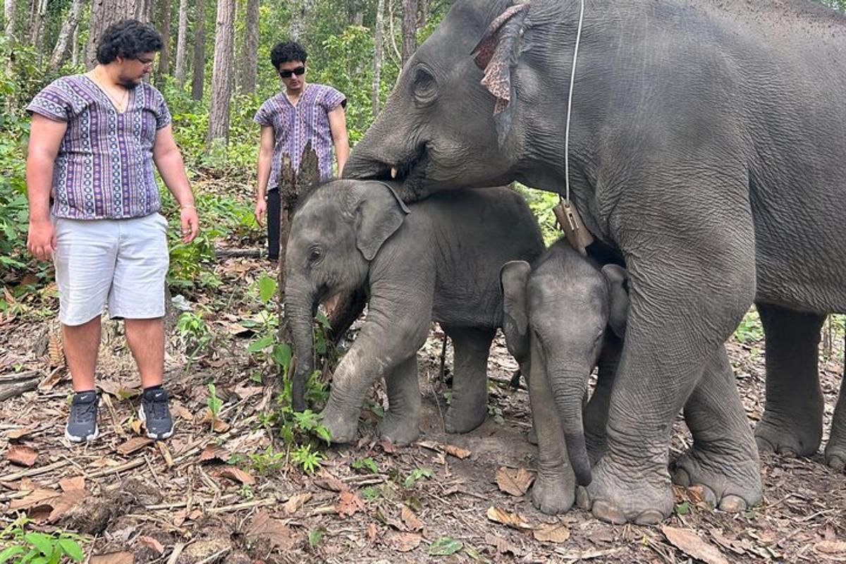 a couple of people standing next to two elephants