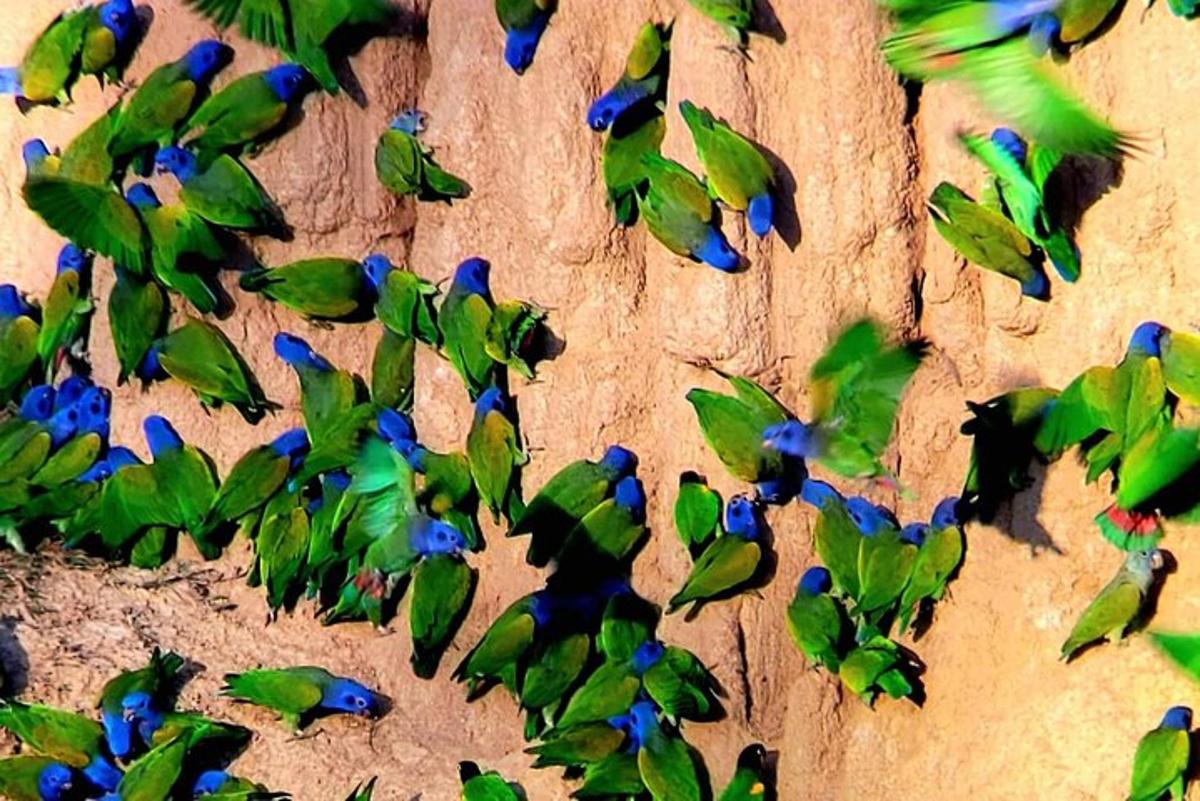 sekelompok burung hijau dan biru di dinding
