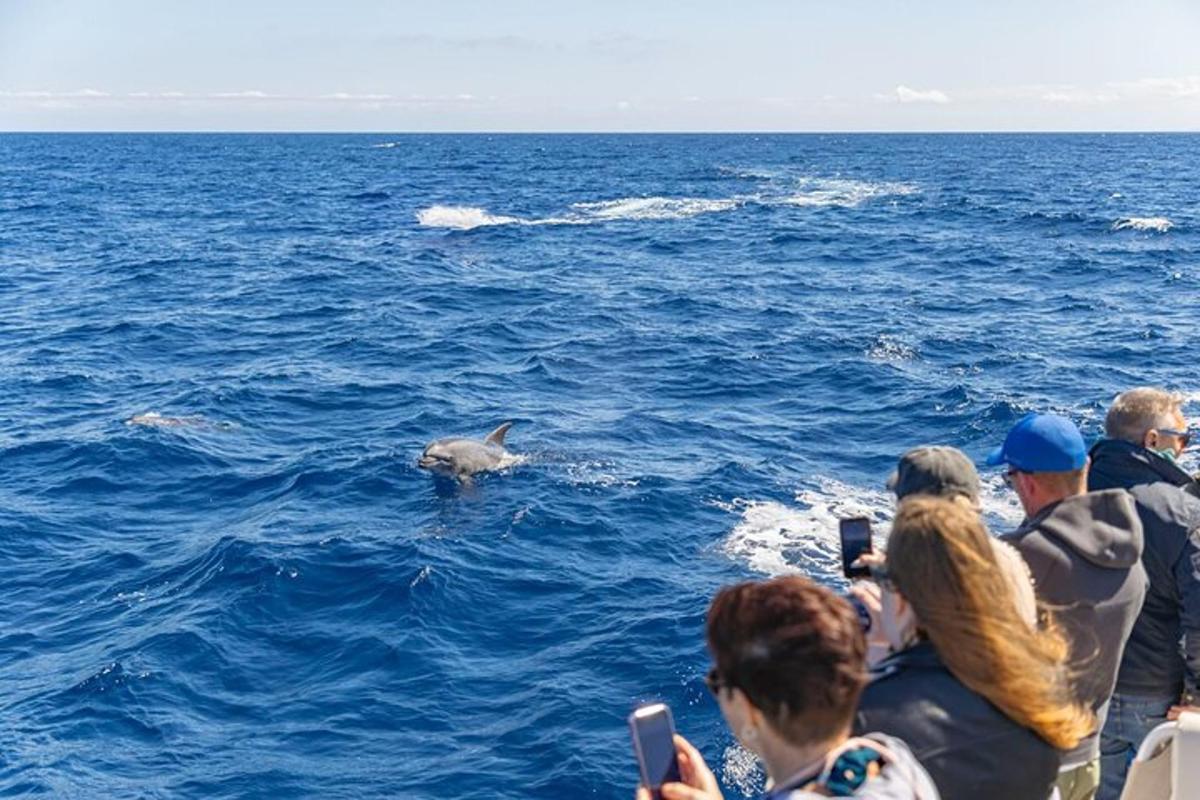 un grup de oameni care fotografiază un delfin în apă