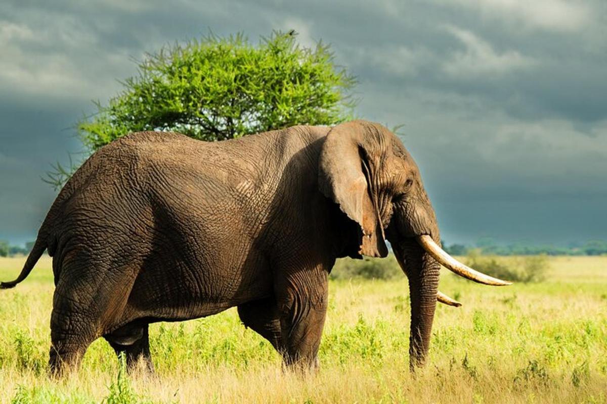 un elefante in piedi in un campo con un albero sullo sfondo