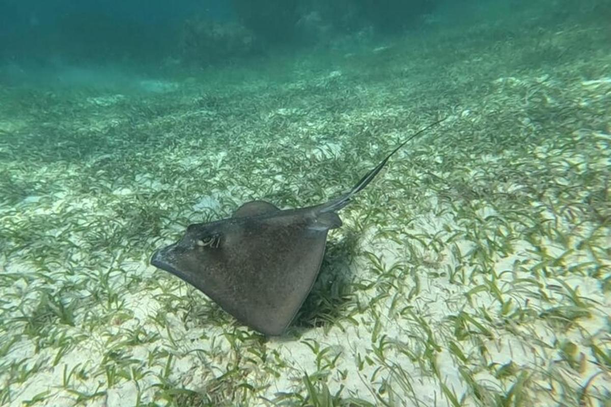 o pisică de mare înoată în apă