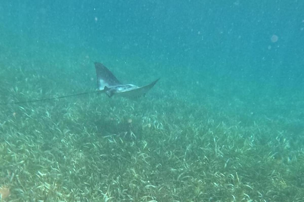 a stingray is swimming in the oceanearch