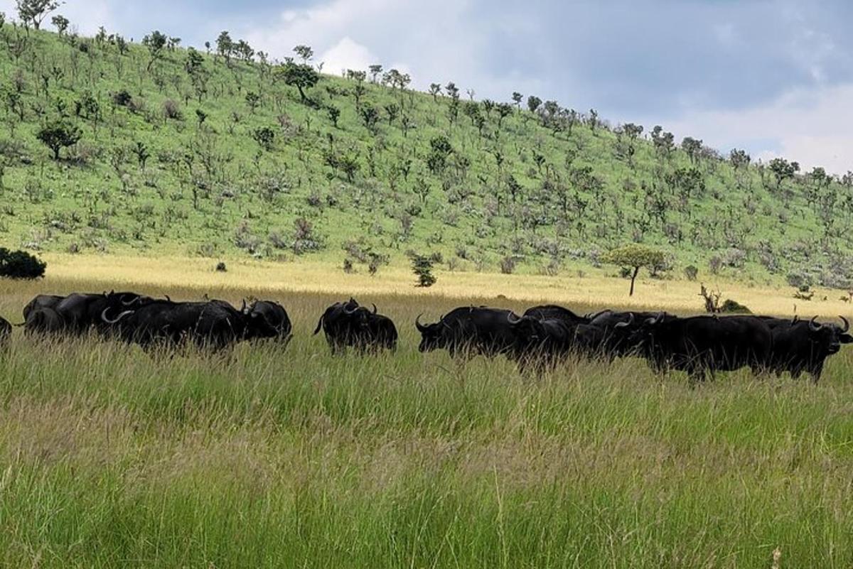 una mandria di bovini che cammina attraverso un campo