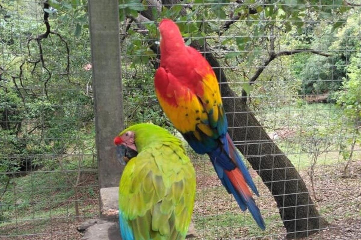 doi papagali colorați stând deasupra unui gard