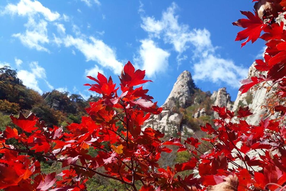 a tree with red leaves in front of a mountain