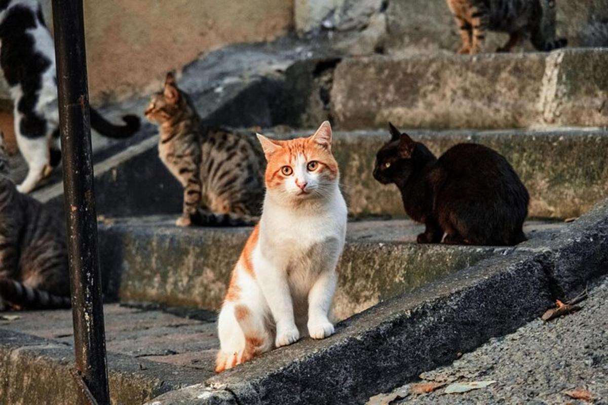 계단에 앉아 있는 고양이 무리