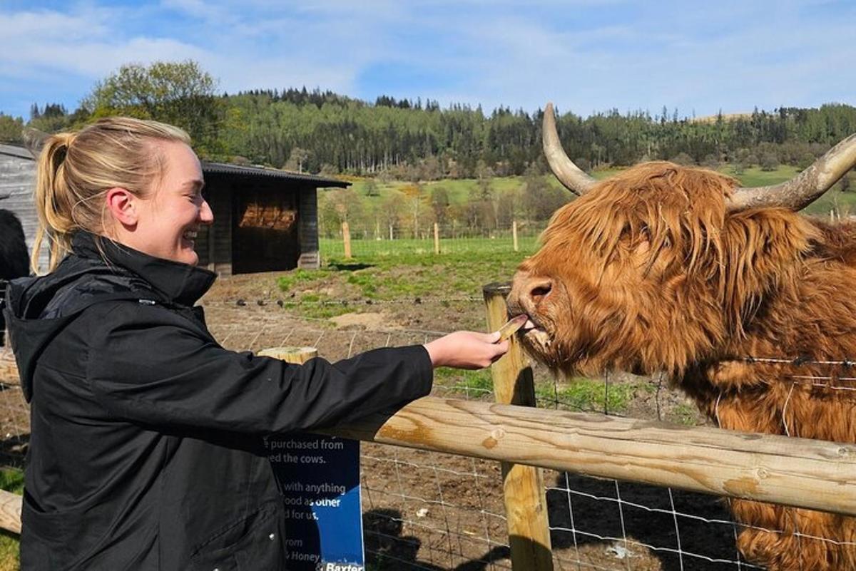 a woman feeding a cow through a fence