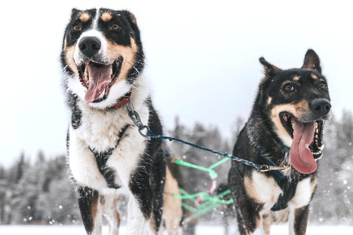 zwei Hunde an der Leine stehen im Schnee