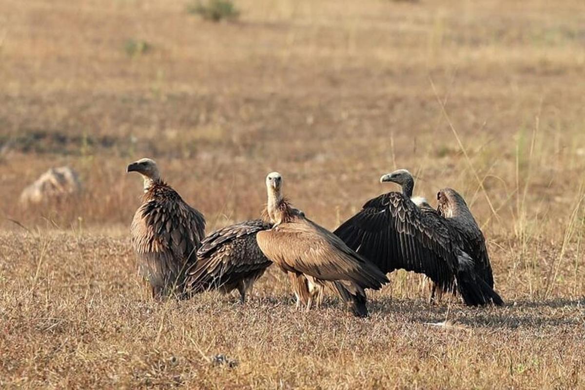 a group of vultures standing in a field