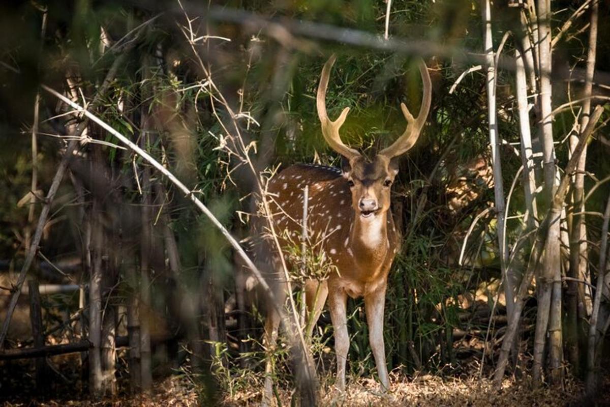 a deer with large horns standing in the woods