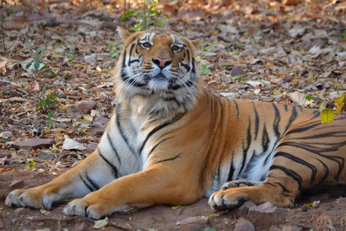 a tiger laying on the ground in the leaves