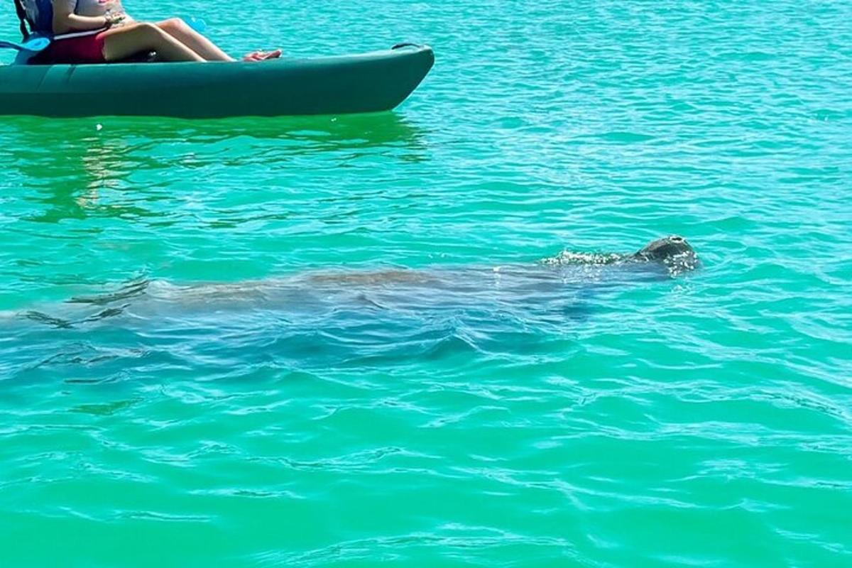 a dolphin swimming in the water next to a boat