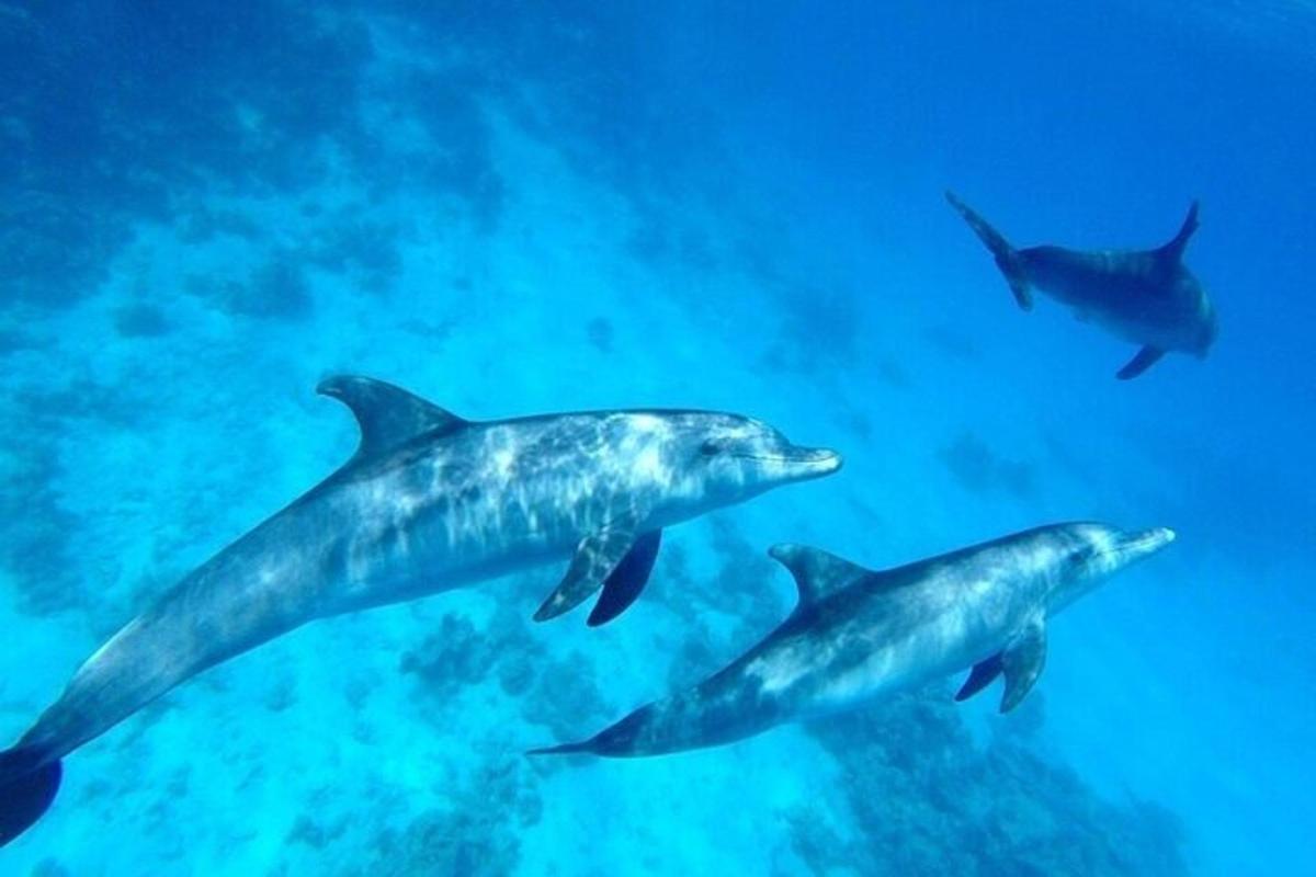 een groep dolfijnen die in de oceaan zwemmen