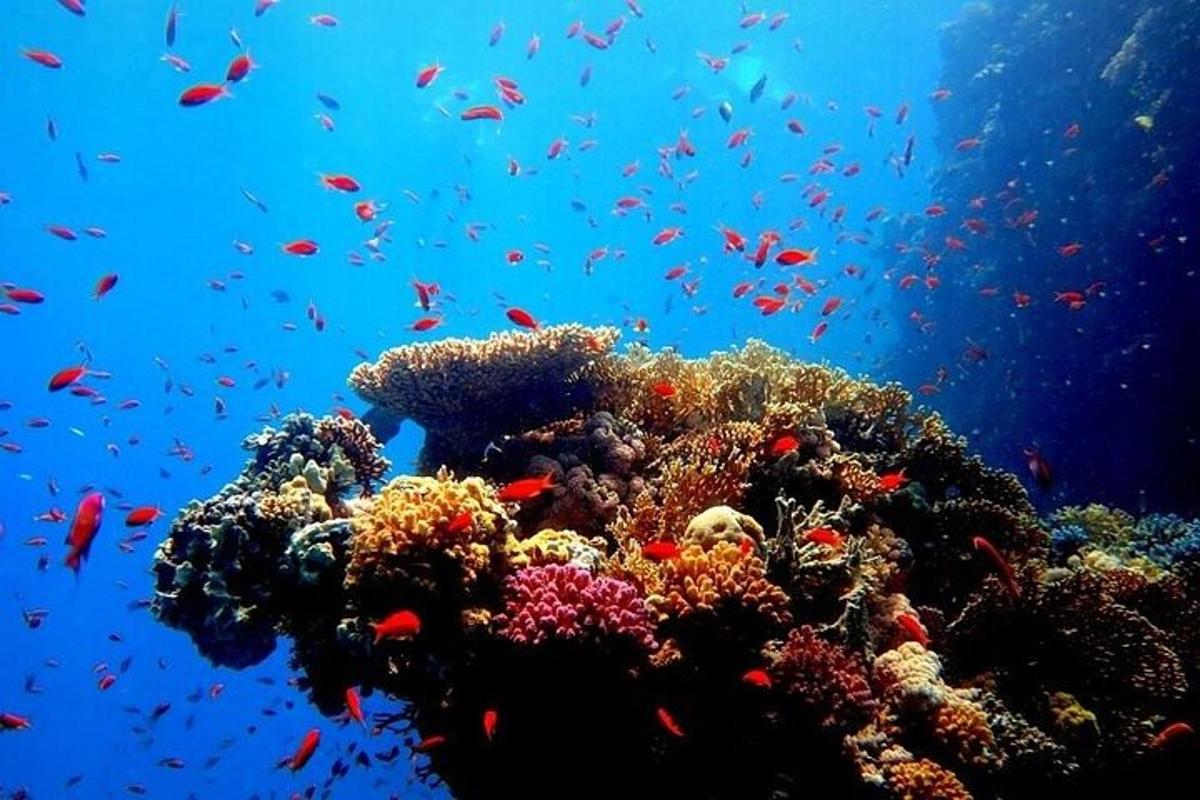 ένας κοραλλιογενής ύφαλος με πολλά ψάρια στον ωκεανό