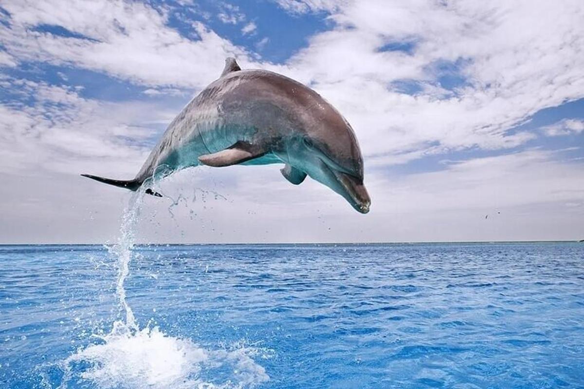 delfin, ki skače iz vode