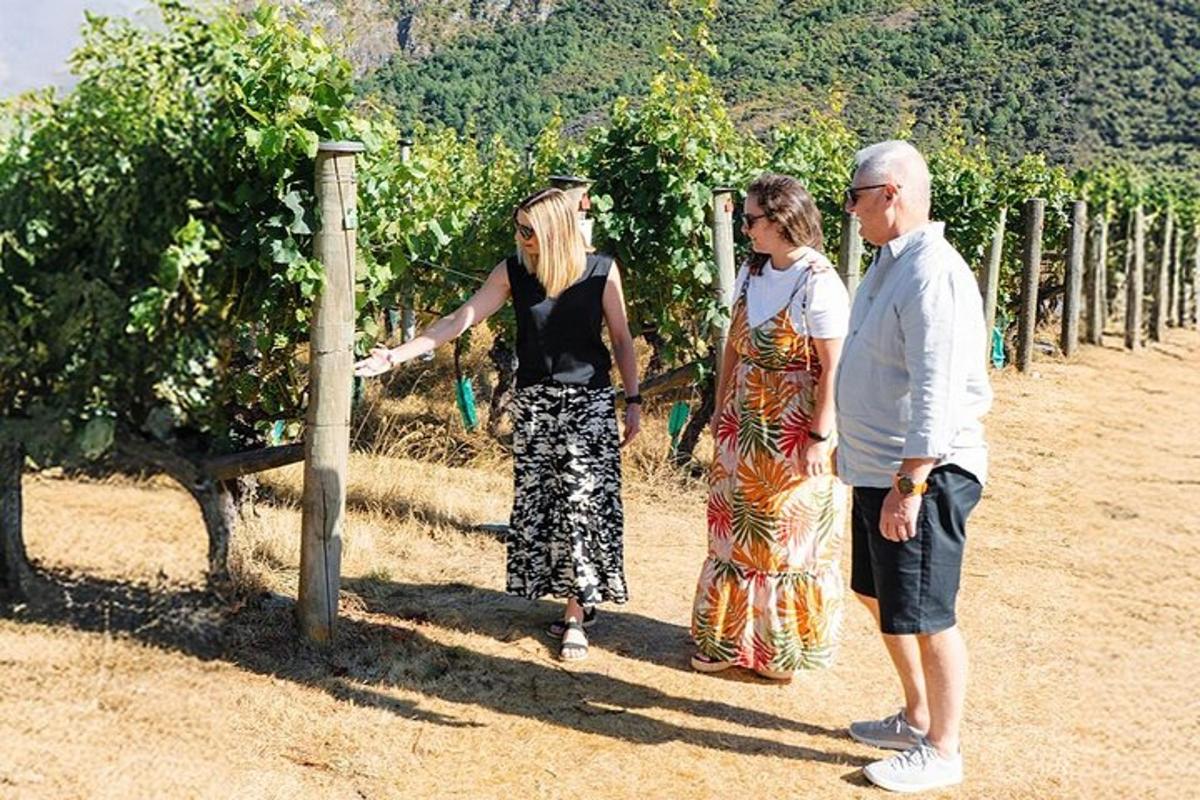 skupina ljudi, ki stojijo pred vinogradom