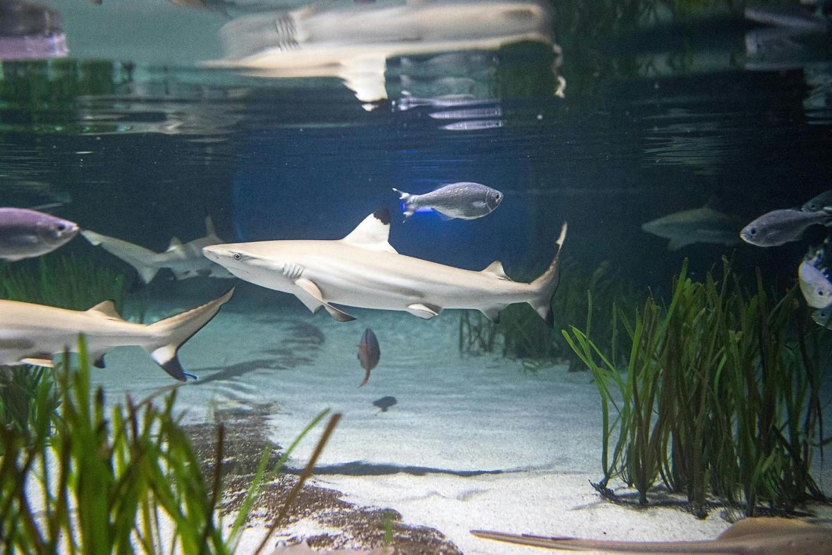 un grupo de peces nadando en un acuario